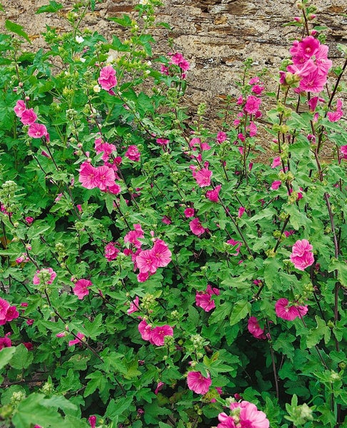Lavatera x olbia 'Bredon Springs', Strauchmalve, rosa, ca. 11x11 cm Topf