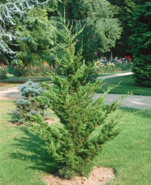 Wacholderbaum im Garten