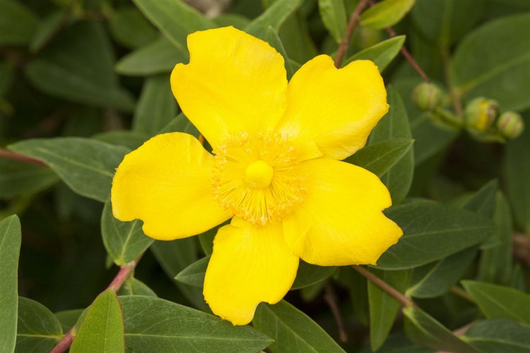 Hypericum 'Hidcote', Johanniskraut, leuchtend gelb, 30–40 cm