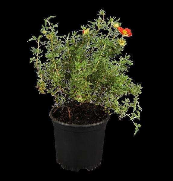Potentilla 'rot', Fingerstrauch, ca. 9x9 cm Topf