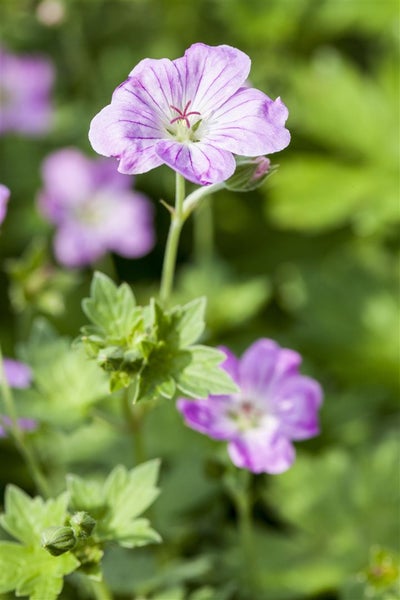 Geranium endressii, Storchschnabel, rosa Blüten, ca. 9x9 cm Topf