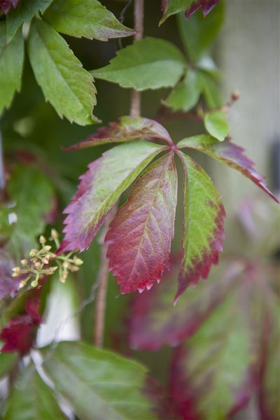 Parthenocissus quinquefolia, Wilder Wein, 40–60 cm