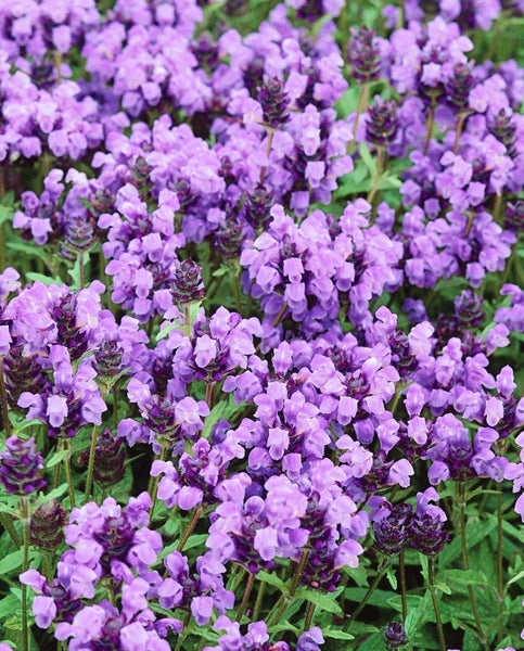 Prunella grandiflora, Großblütige Braunelle, violett, ca. 9x9 cm Topf
