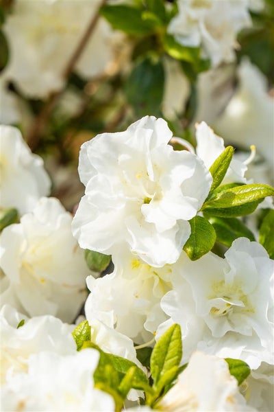 Rhododendron obtusum 'Schneeperle', weiß, 15–20 cm