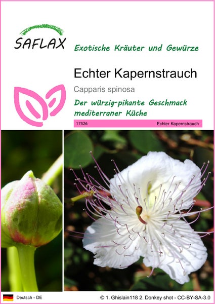 SAFLAX  - Echter Kapernstrauch - Capparis spinosa - 25 Samen