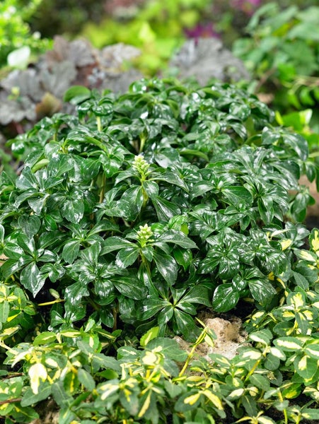 Pachysandra terminalis 'Green Sheen', Ysander, glänzend, ca. 9x9 cm Topf