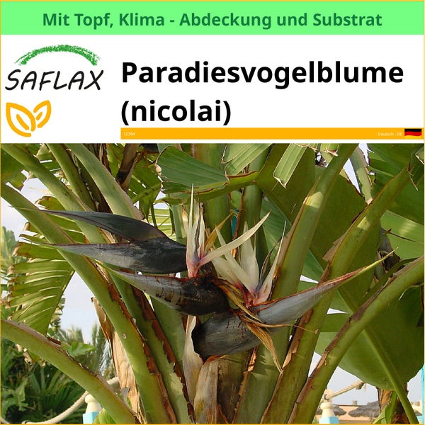 Paradiesvogelblume Nicolai im Topf mit Klimaabdeckung und Substrat