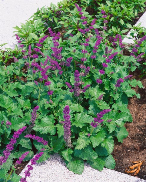 Salvia verticillata 'Purple Rain', violett, ca. 9x9 cm Topf