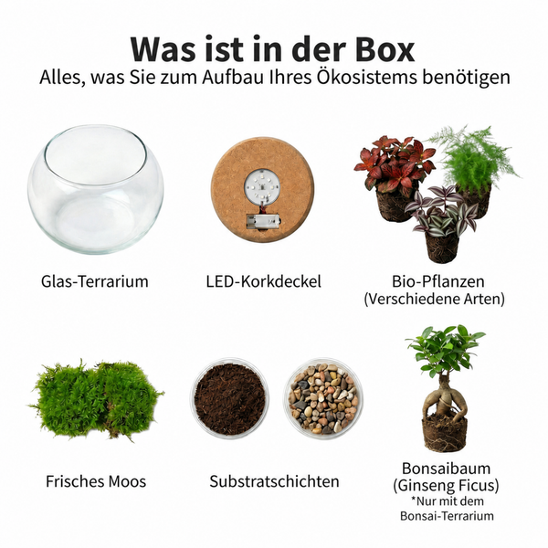 Lieferumfang eines Terrarium Sets bestehend aus Glasbecken, LED Korkdeckel, Bio Pflanzen, Moos, Substrat, Kies und einem Ginseng Ficus Bonsai.