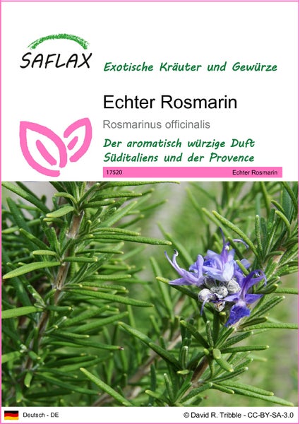SAFLAX  - Echter Rosmarin - Rosmarinus officinalis - 100 Samen