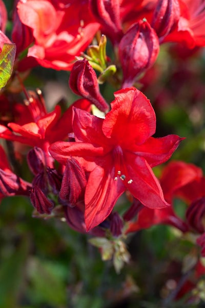 Rhododendron luteum 'Royal Command', gelb, 30–40 cm