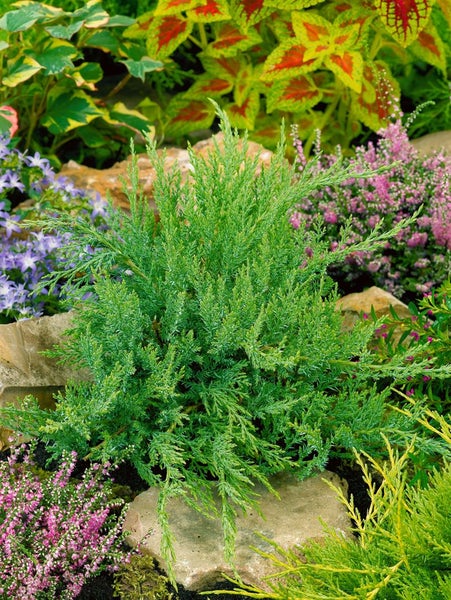 Juniperus sabina 'Rockery Gem', Sadebaum, kompakt, 20–30 cm