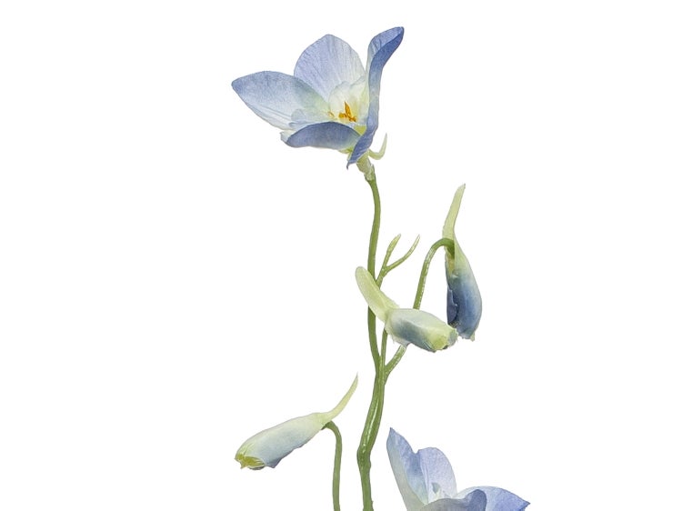 Künstliche Ritterspornblüten in Blau und Weiß an einem grünen Stiel.