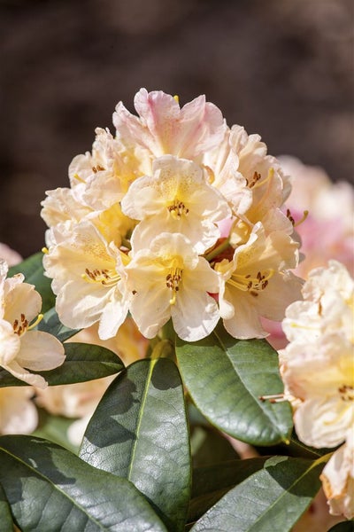 Nahaufnahme einer Rhododendronblüte mit Blättern