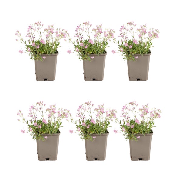 6er-Set Teppich-Schleierkraut Gypsophila repens Rosea mit rosa Blüten in grauen Töpfen.