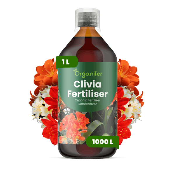 Organifer Clivia-Dünger, organisches Düngerkonzentrat, 1 Liter Flasche für 1000 Liter Gießwasser, mit Messkappe.
