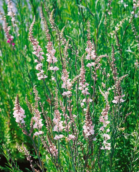 Linaria purpurea, Purpur-Leinkraut, ca. 9x9 cm Topf, zierlich