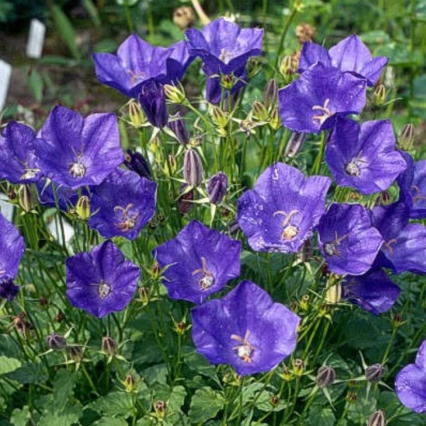 Büschel von Glockenblumen im Gartenbeet