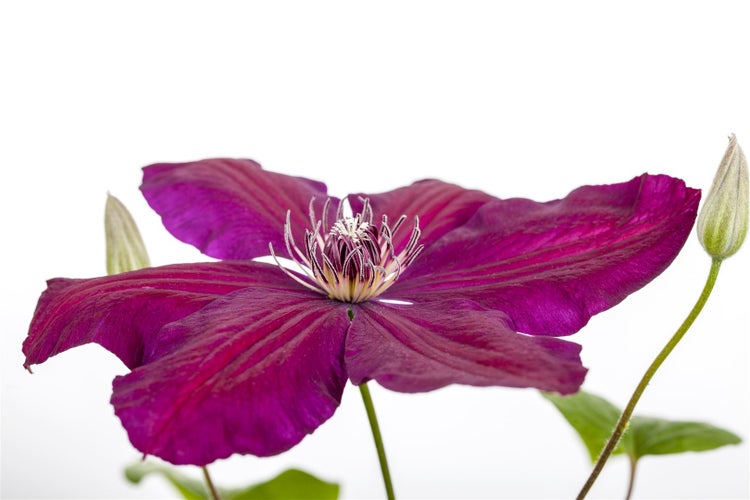 Clematis Hybride 'Westerplatte', Waldrebe, rot, 40–60 cm