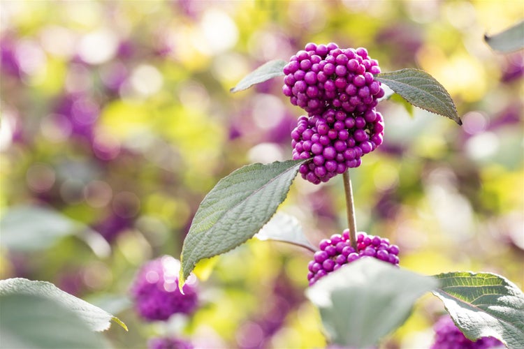 Callicarpa bodinieri 'Profusion', Schönfrucht, violette Beeren, 40–60 cm