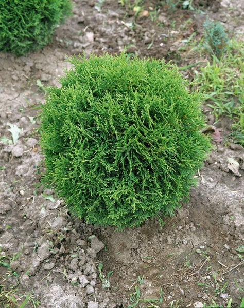 Thuja occidentalis 'Recurva Nana', Zwerg-Lebensbaum, 30–40 cm