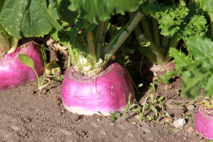 SAFLAX Garden to go - BIO - Kohlrabi - Milan Purple - Brassica rapa - 600 Samen - Mit Topf, Klima - Deckel und Anzuchtsubstrat
