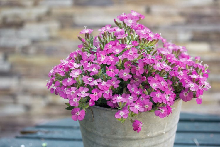 Saponaria x olivana 'Bressingham', Seifenkraut, rosa, ca. 9x9 cm Topf