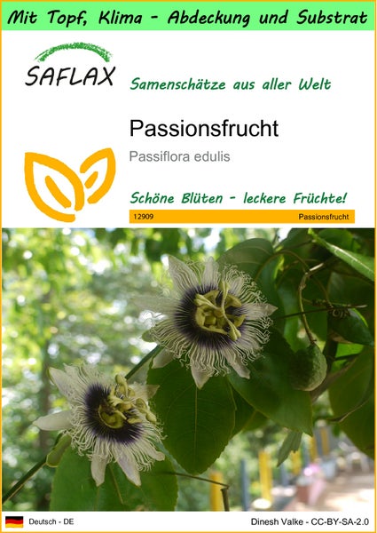 SAFLAX Garden to go - Passionsfrucht - Passiflora edulis - 40 Samen - Mit Topf, Klima - Deckel und Anzuchtsubstrat