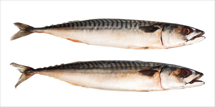 Zwei Makrelen