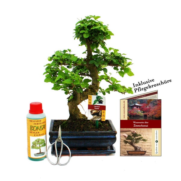 Geschenkset Bonsai Ligustrum - Chinesischer Liguster - ca. 8 Jahre alt - Anfänger-Set