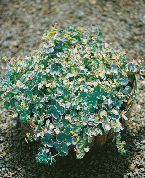 Sedum spurium 'Tricolor', Teppichsedum, buntlaubig, ca. 9x9 cm Topf