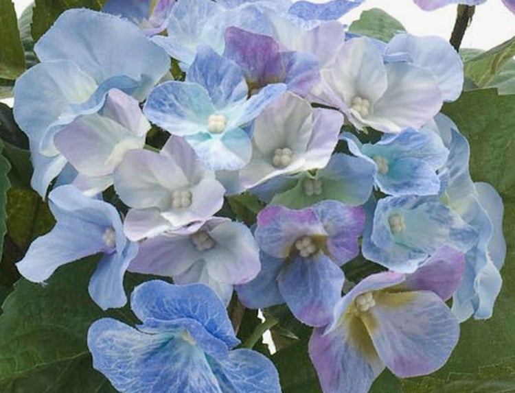 Hortensie mit blauen und violetten Blüten und grünen Blättern