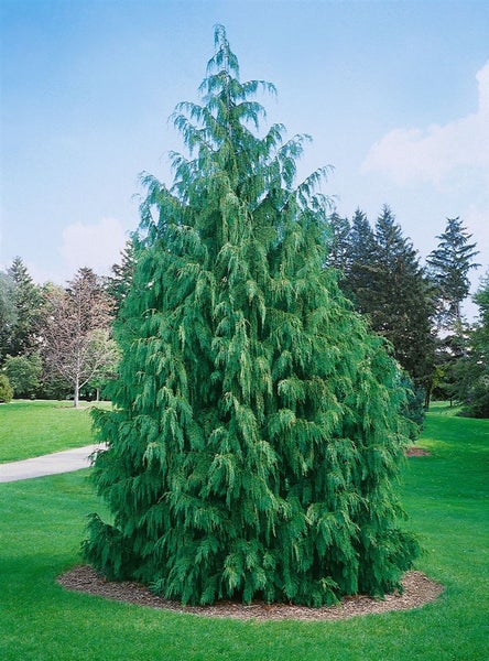 Chamaecyparis nootkatensis 'Pendula', Nootka-Scheinzypresse, 30–40 cm