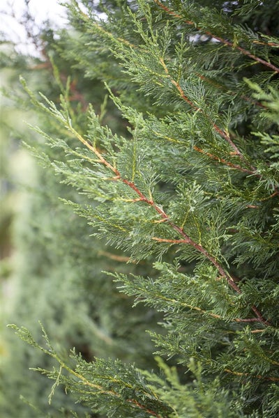 Cupressocyparis leylandii, Leyland-Zypresse, 40–60 cm