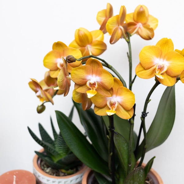 Gelbe Orchidee in einem Topf.