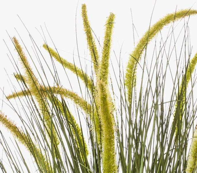 Dichter Bambus mit länglichen Blättern und feinen Halmen.