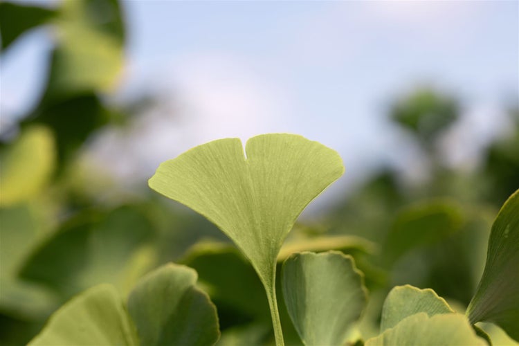 Ginkgo biloba 'Globus', Fächerblattbaum, kompakt, 40–60 cm