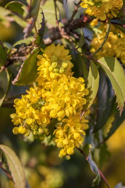 Mahonia aquifolium, Gewöhnliche Mahonie, immergrün, 30–40 cm