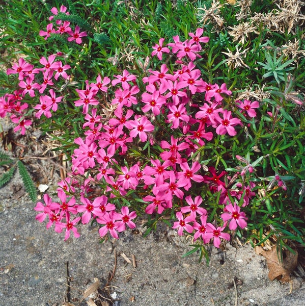 Phlox subulata 'Scarlet Flame', Teppichphlox, leuchtend rot, ca. 9x9 cm Topf
