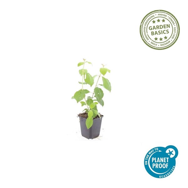 Junge Pflanze im schwarzen Kunststofftopf mit Garden Basics Logo und Planet Proof Logo.
