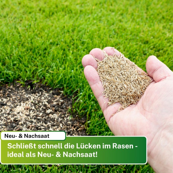 Greenyp Berliner Tiergarten I robuster & schnellkeimender Universalrasen I 2,5kg für 100m² I Zierrasen Grassamen Rasensamen Rasensaat Gras Nachsaat