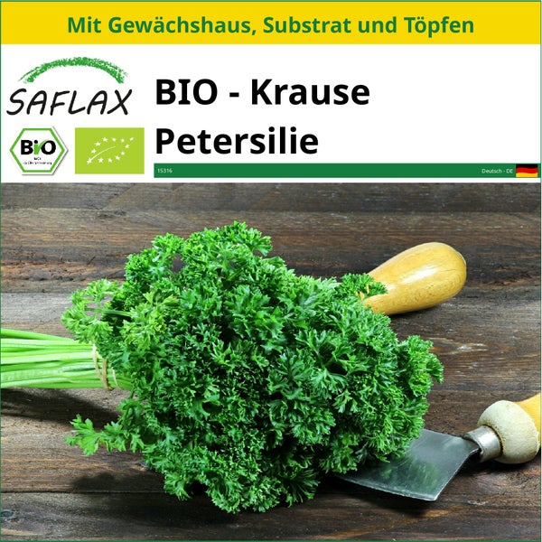 SAFLAX Anzucht Set - BIO - Krause Petersilie - Petroselinum crispum - 800 Samen - Mit Mini-Gewächshaus, Anzuchtsubstrat und 2 Töpfen