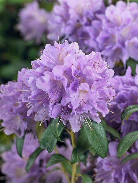 Rhododendron impeditum 'Blue Tit', Zwerg-Rhododendron, blau, 20–25 cm