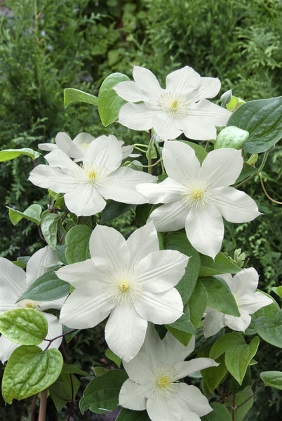 Clematis Hybride 'Madame Le Coultre', weiß, 60–100 cm