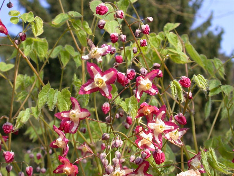 Epimedium alpinum, Elfenblume, ca. 9x9 cm Topf, zierlich