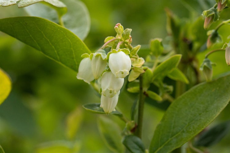 Nahaufnahme einer blühenden Heidelbeere mit glockenförmigen Blüten an einem Strauch im Garten.