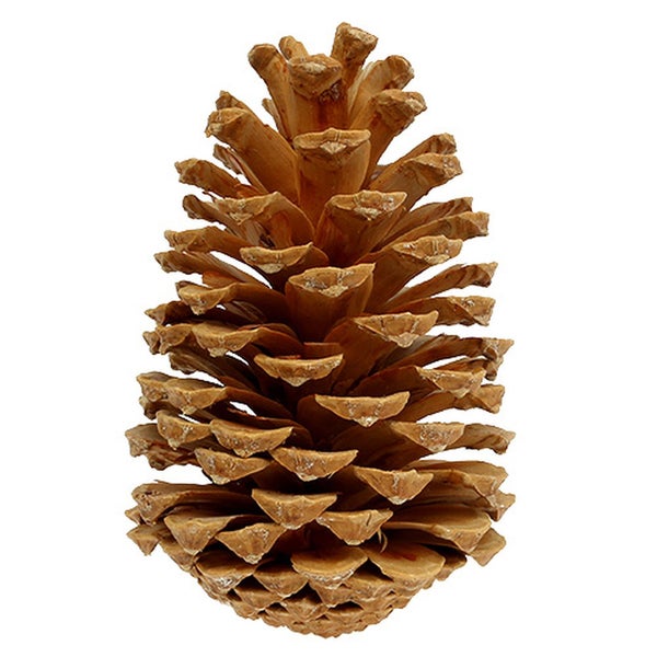 Naturbelassener Pinienzapfen mit geöffneten Schuppen für die herbstliche Dekoration oder zum Basteln.