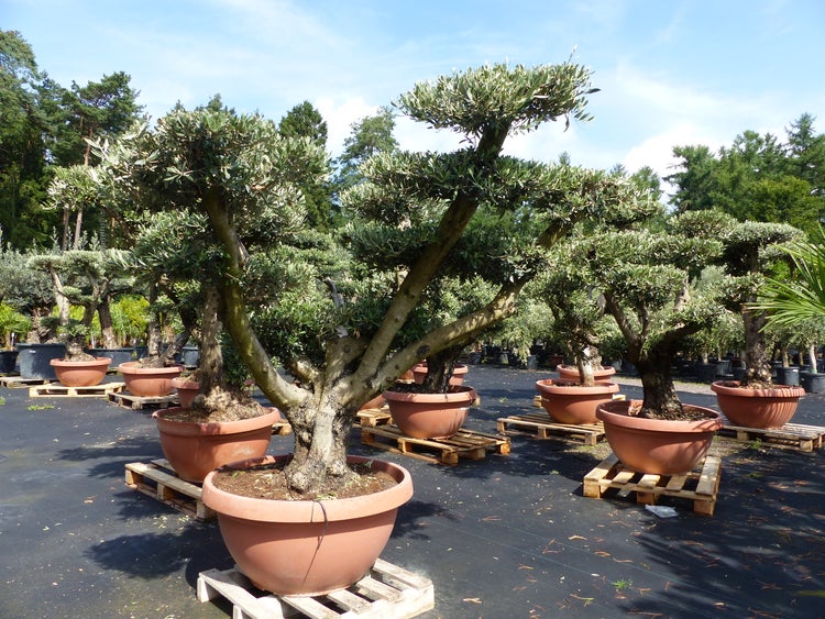Olivenbaum Pon Pon Olive Gartenbonsai Bonsai Formgehölz, winterhart
