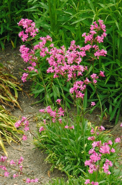 Lychnis viscaria 'Feuer', Pechnelke, leuchtend rot, ca. 9x9 cm Topf