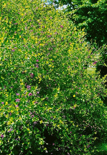 Lespedeza bicolor, zweifarbige Buschklee, 30–40 cm